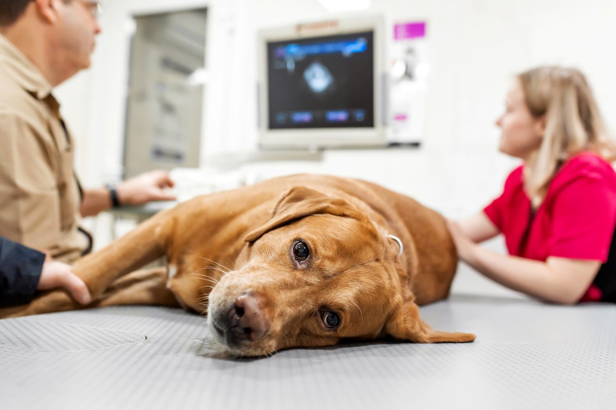 Signs and Symptoms of Chronic Renal Failure (CRF) in Dogs