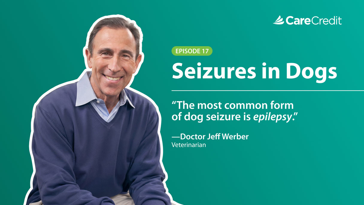 Dog Seizures: Expert Insights on Causes and Treatments