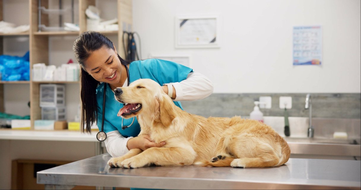 Dog Wart Removal: Procedure, Coverage and Costs Explained
