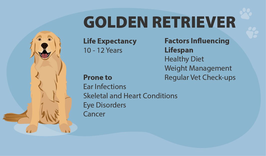 Golden retriever life expectancy