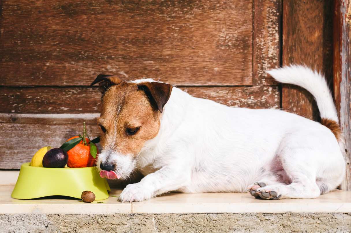 10 Fruits to Feed (and Avoid) for a Healthy, Happy Dog