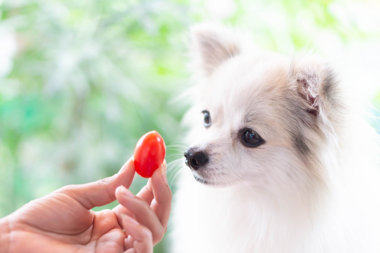 Can Dogs Eat Tomatoes? Health Benefits, Safety Tips and More