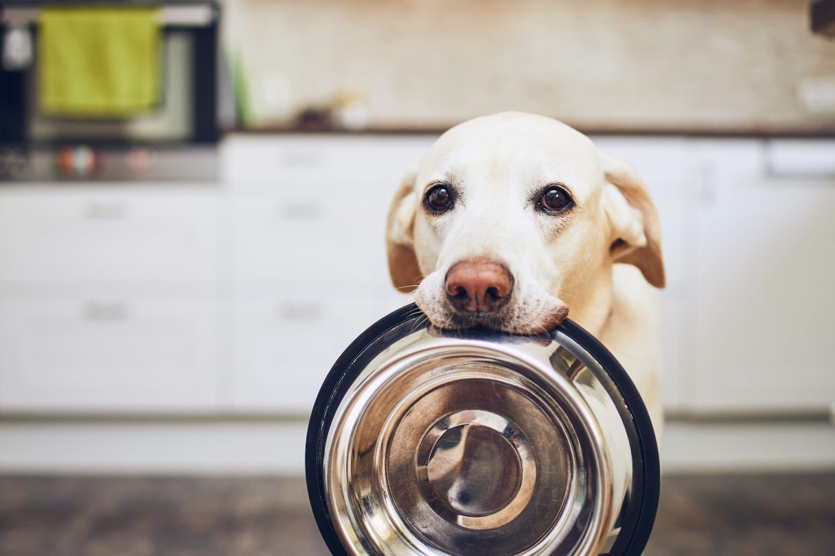 Can Dogs Eat Raw Meat? A Guide to Raw Diets for Dogs