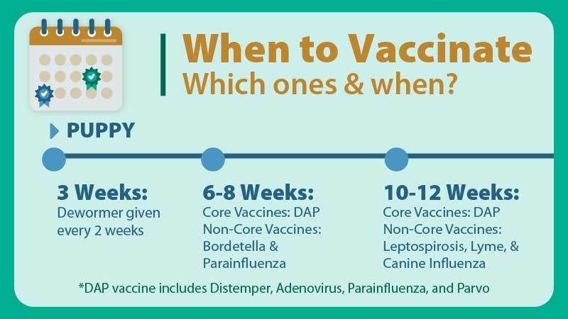 Puppy vaccination timeline