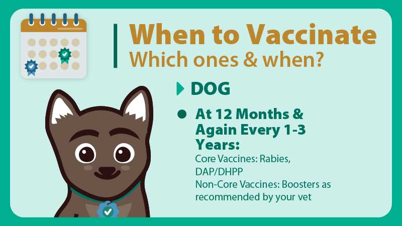 Dog vaccination timeline