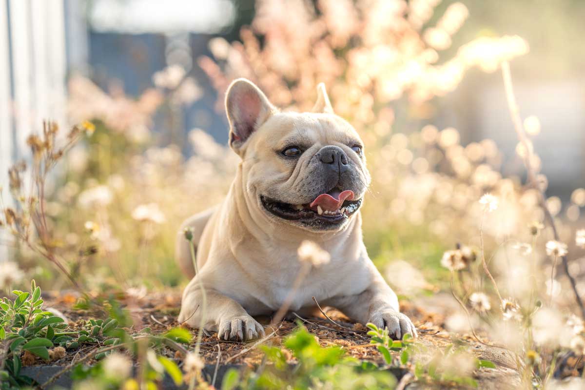 French bulldog laying on ground