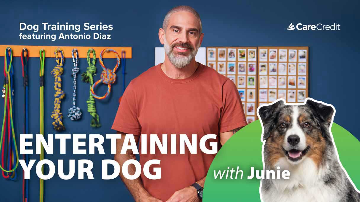 12 Ways to Help Keep Your Dog Entertained and Out of Trouble