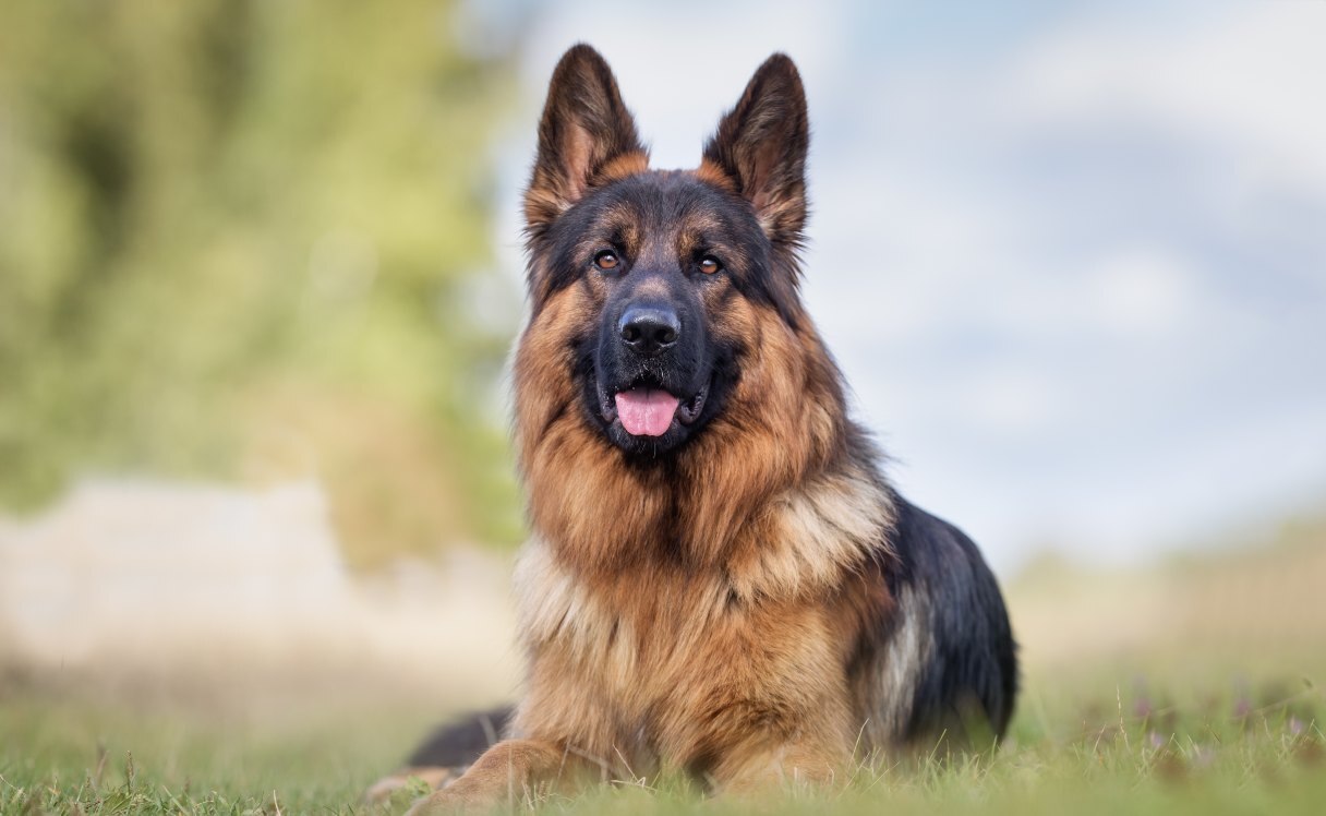 German Shepherd Dog Breed Guide