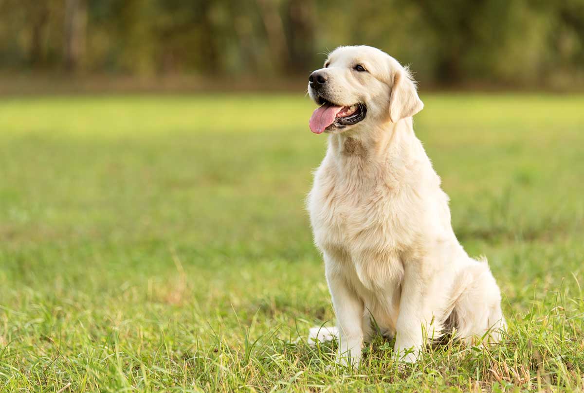 Golden retriever sitting on grass