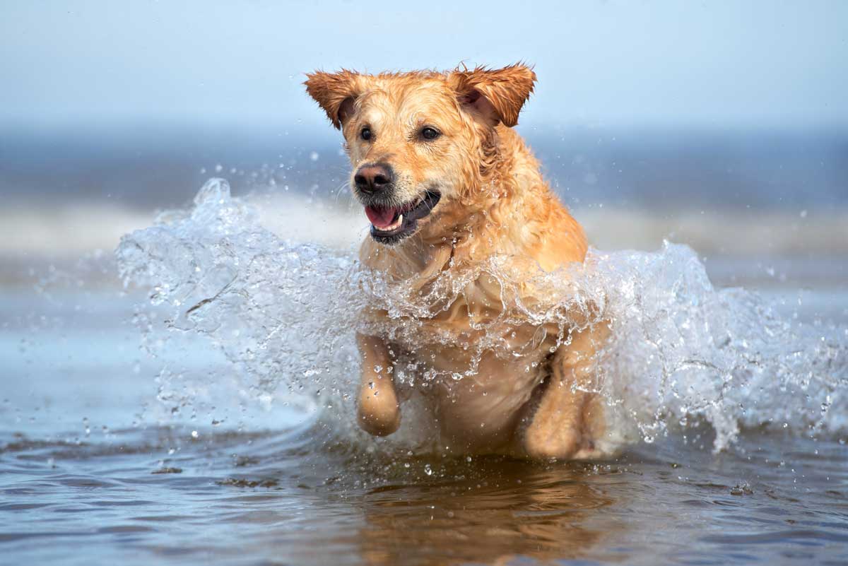 Golden retriever running through waves