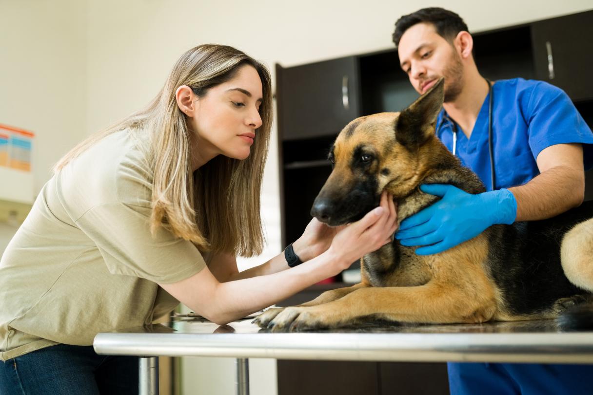 What Are the 5 Stages of Grief After Losing a Pet?