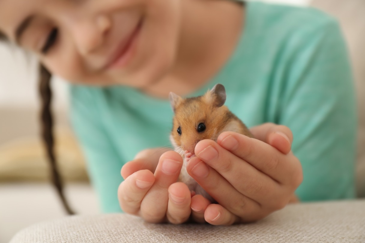 Average Hamster Life Expectancy and Tips to Keep Them Healthy