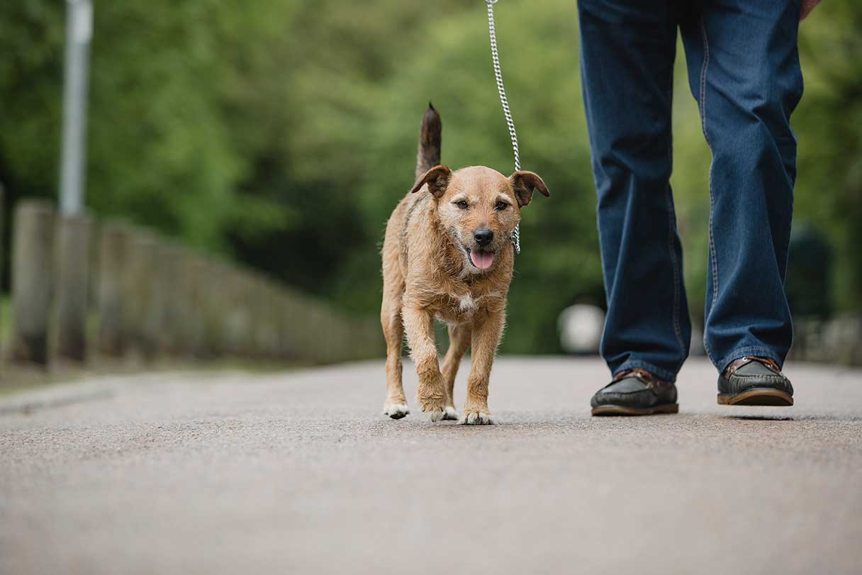 Dog Hip Dysplasia Surgery Cost and Procedure Guide