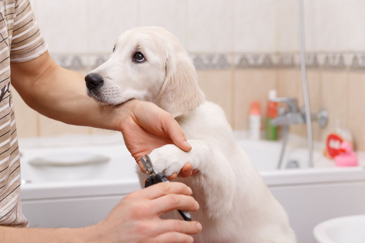 How to Trim Your Dog's Nails Safely at Home