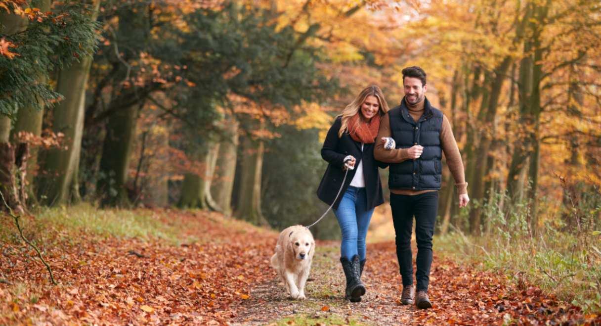 Man and woman walking outside with a golden retriever