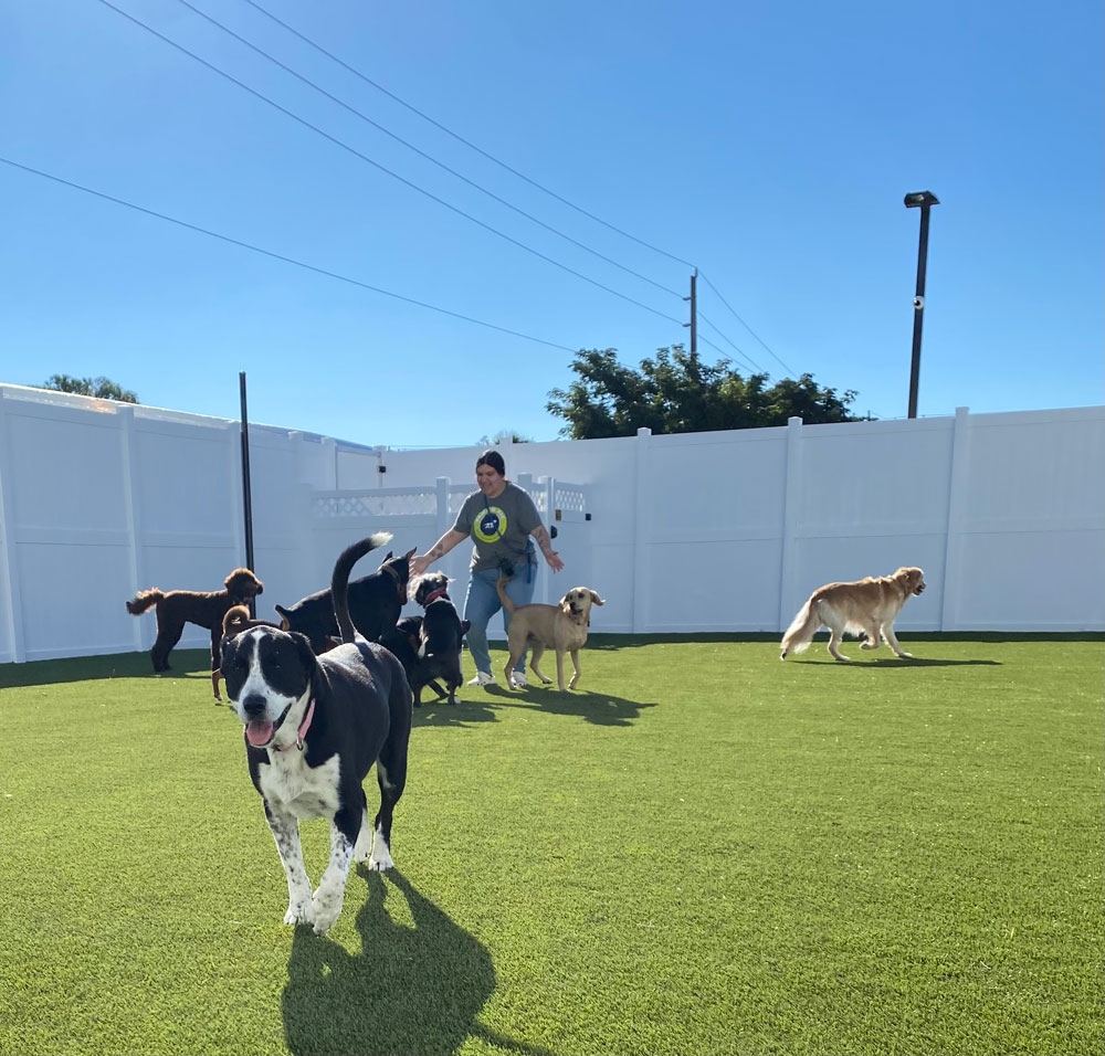 PRHG team member playing outside with dogs