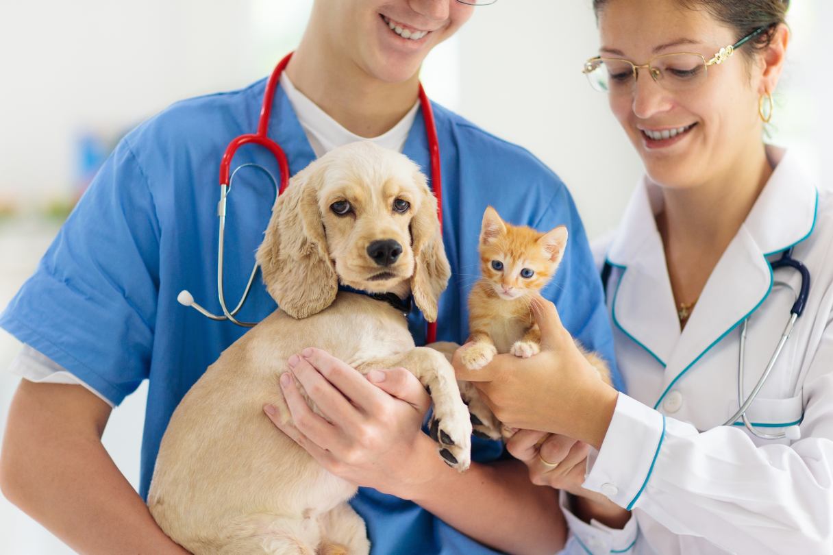 Puppy and kitten receiving veterinary check up