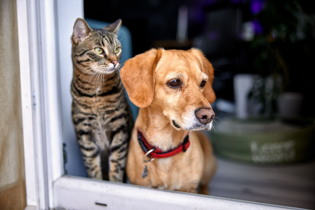 4 Options to Tag and Track Your Pet if They Get Lost