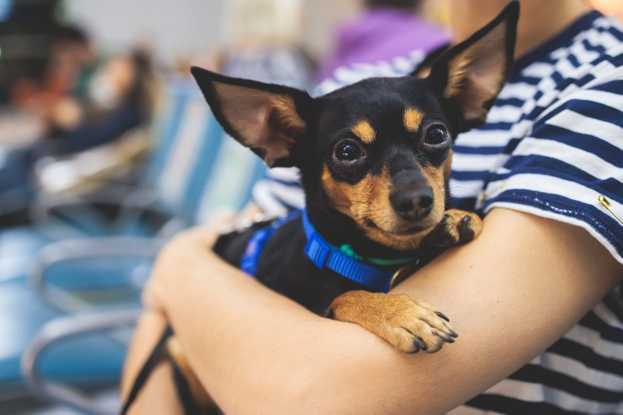 Pet Travel Guide: How to Fly Safely With Your Dog or Cat