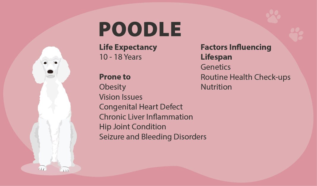 Poodle Lifespan