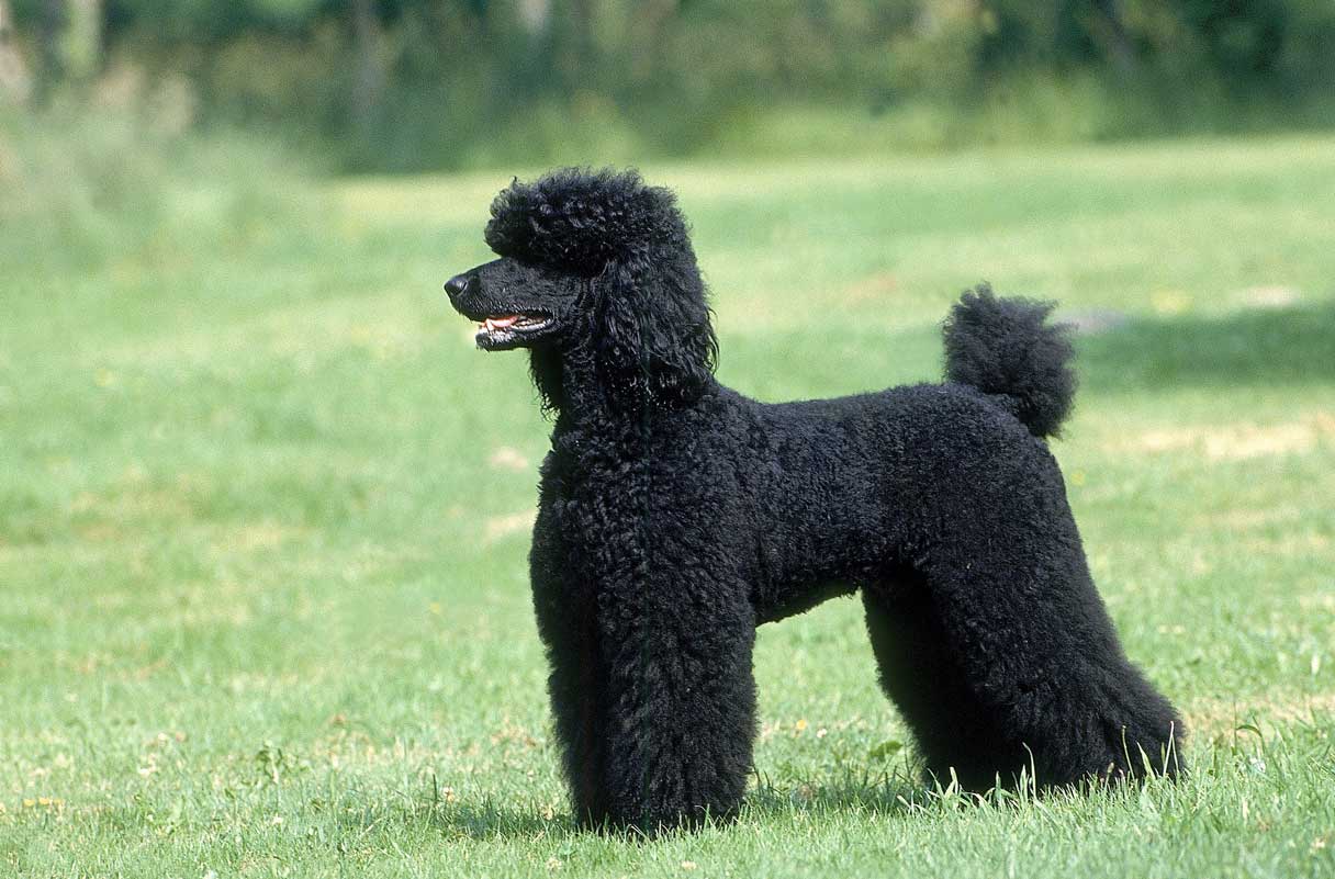 Black poodle