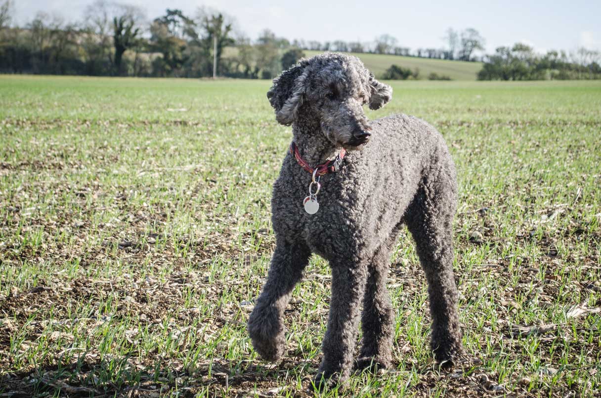 Gray poodle