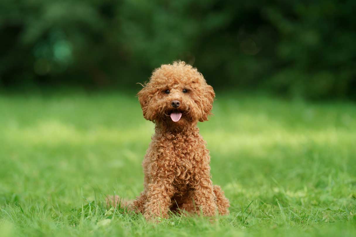 Brown poodle