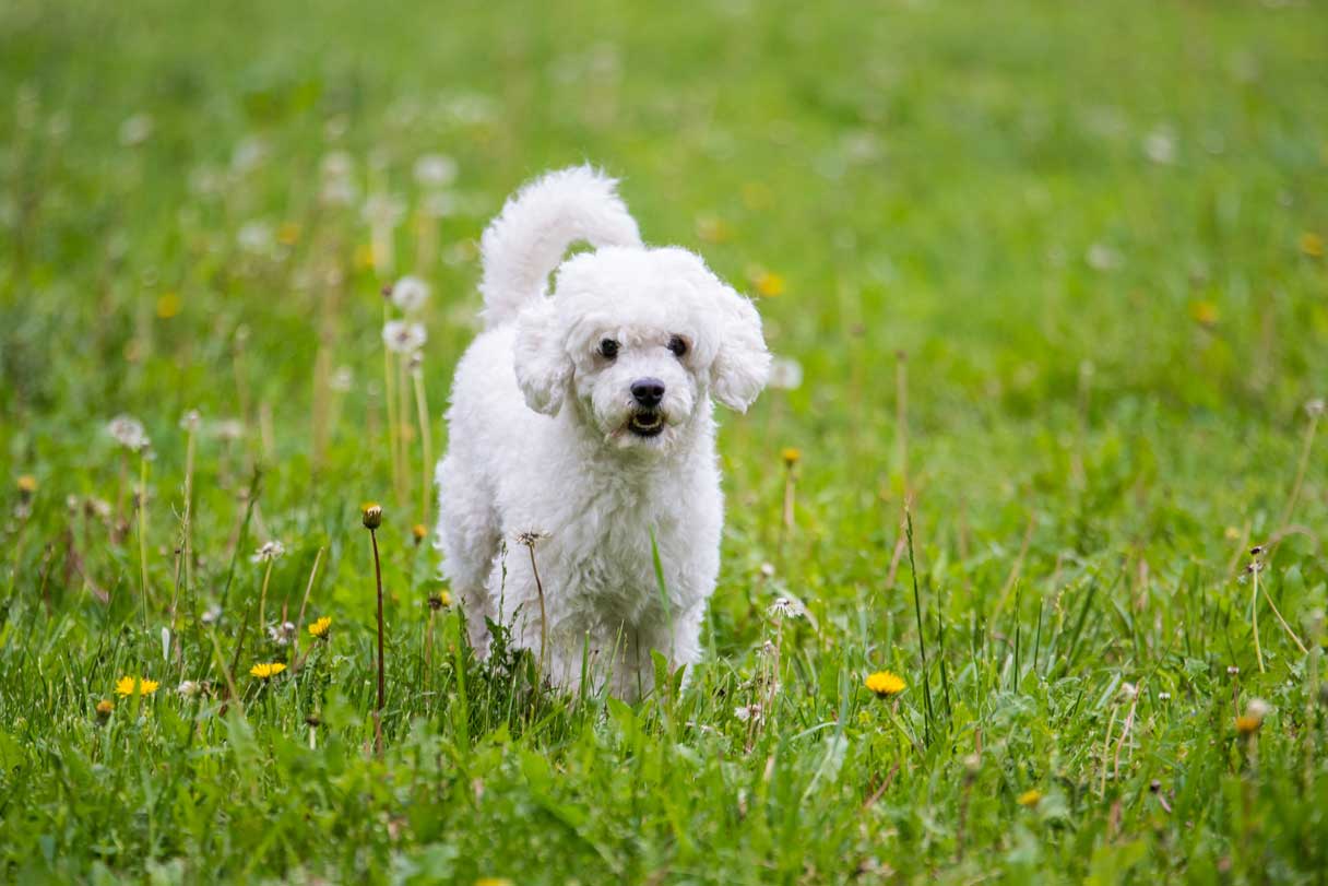 Small white poodle