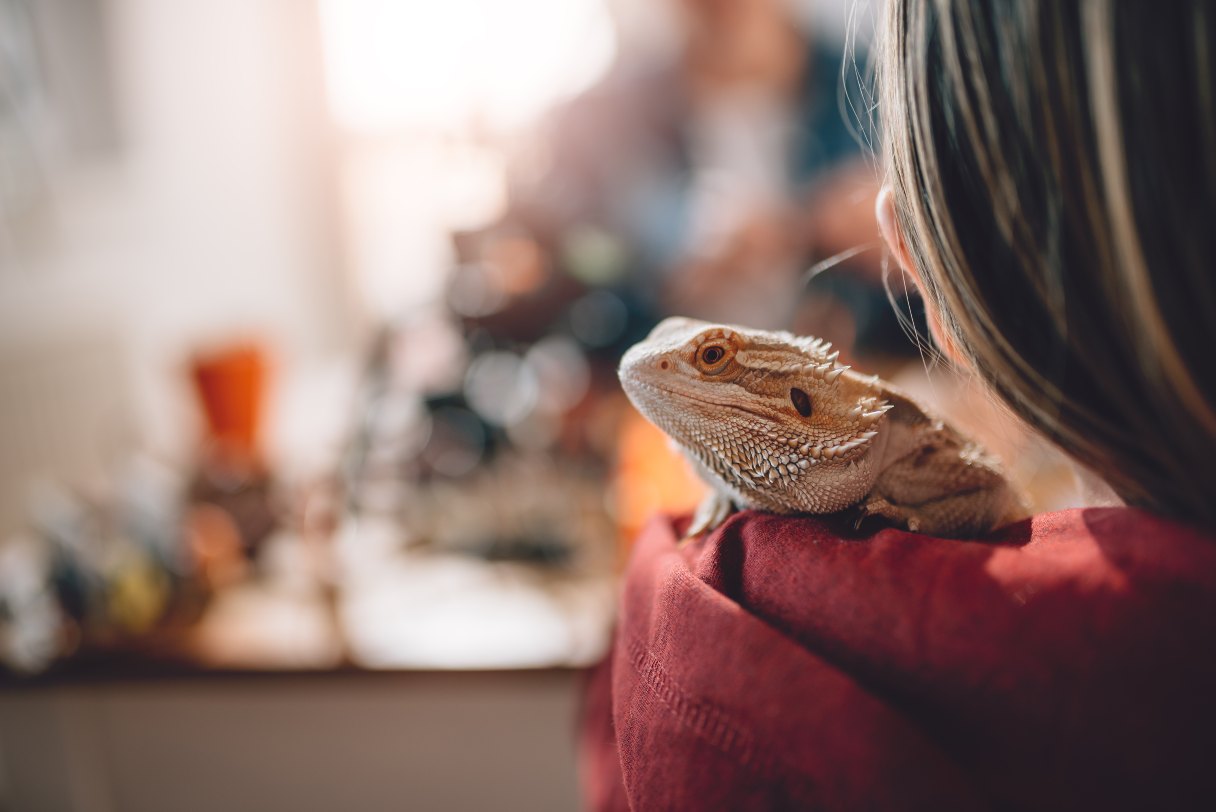 13 Popular Pet Reptiles and How to Care for Them