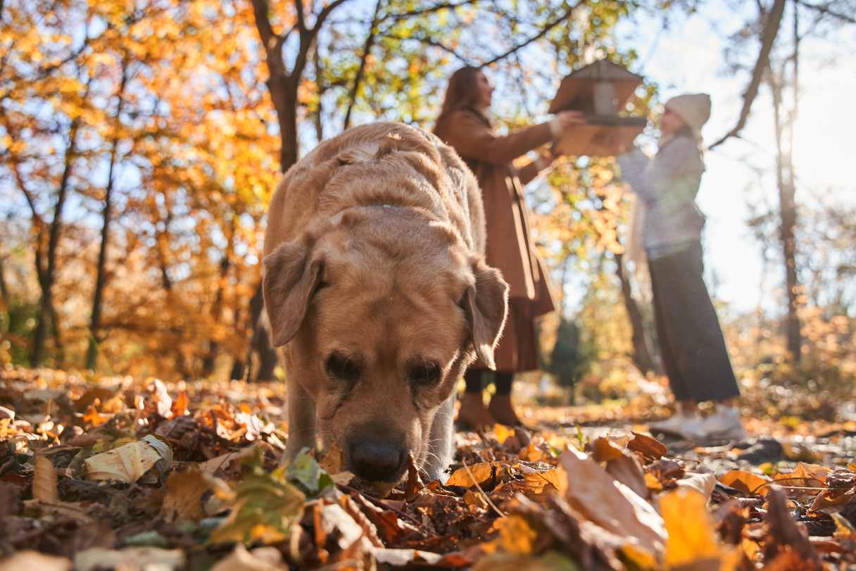 14 Reasons Why Dogs Eat Poop and How to Stop It