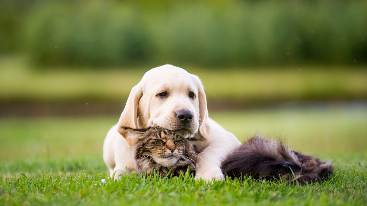 10 Reasons to Buy Pet Insurance for Your Puppy or Kitten