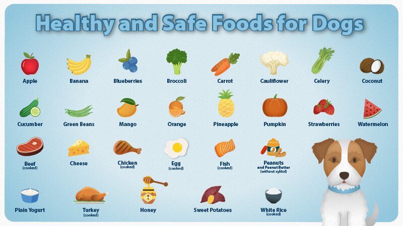 Healthy and Safe Food for Dogs