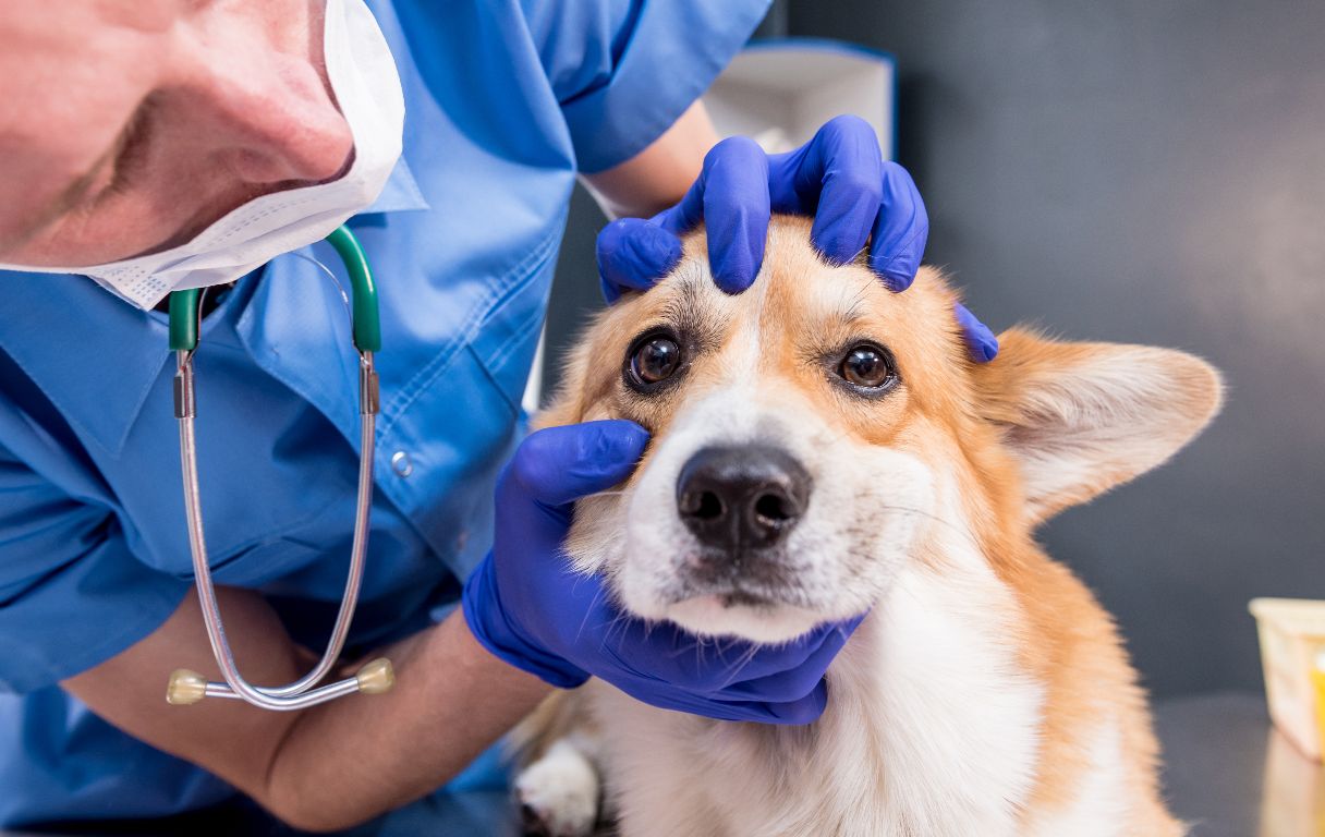 Dog Seizures: Causes, Symptoms and Treatment Options