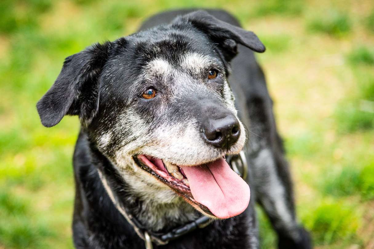 Close-up of a senior black dog