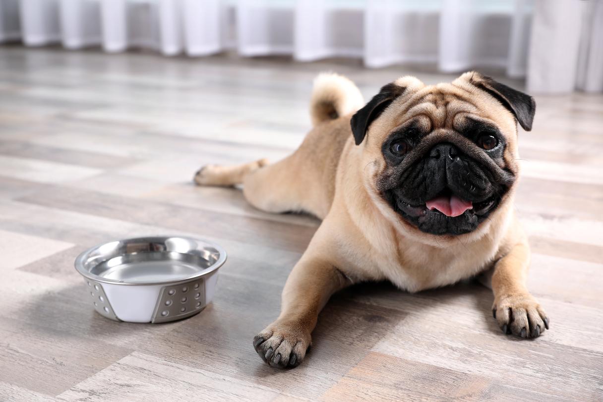 4 Signs Your Dog's Diabetes Is Getting Worse