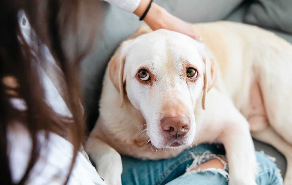16 Signs Your Dog Is in Pain and How You Can Help