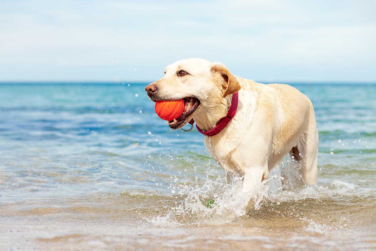 7 Signs of a Torn ACL (CCL) in Dogs