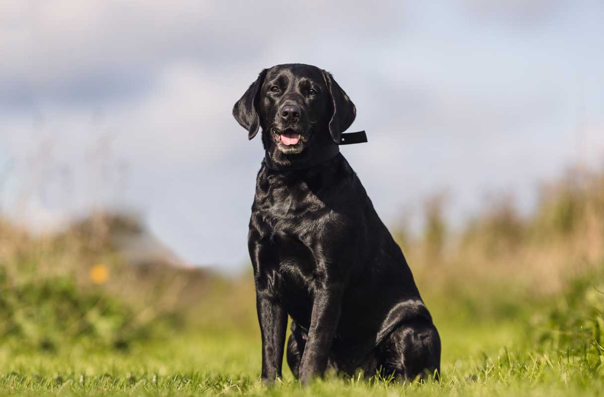 Black labrador retriever