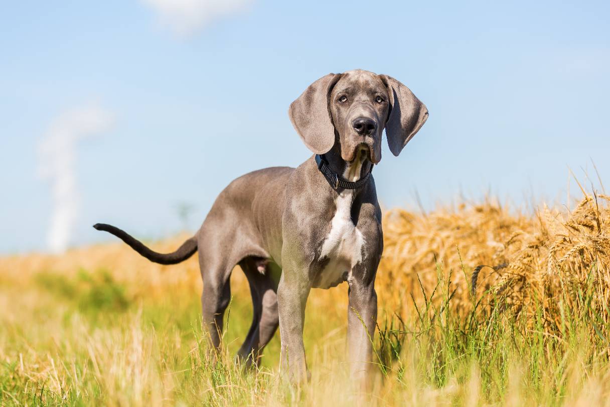 Gray Great Dane