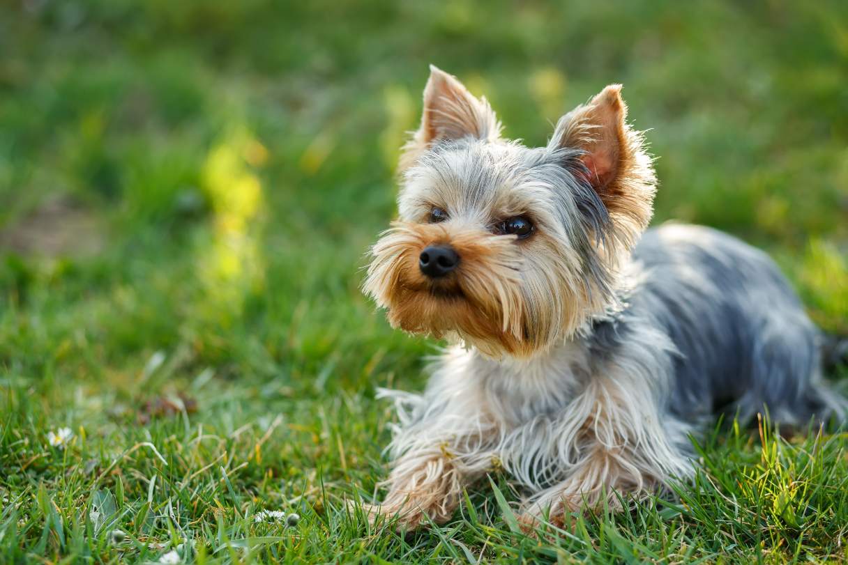 Yorkie laying in grass