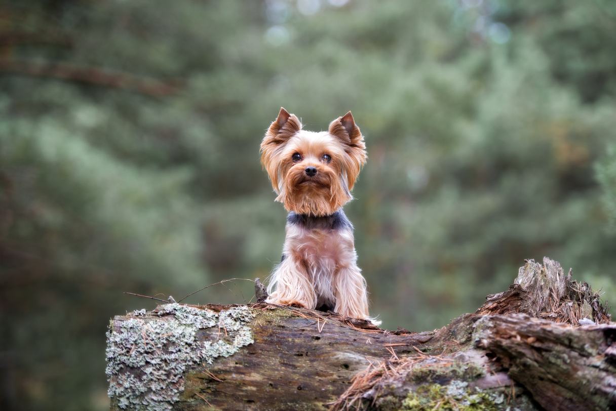 Yorkie sitting on a log
