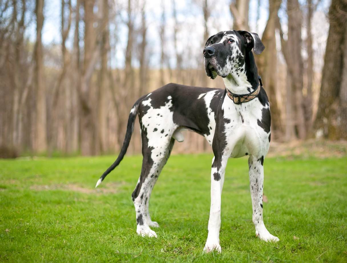 Black and white spotted Great Dane
