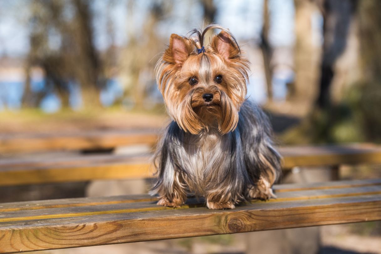 Yorkshire terrier sitting on bench