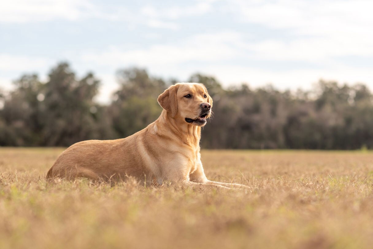 Golden labrador retriever