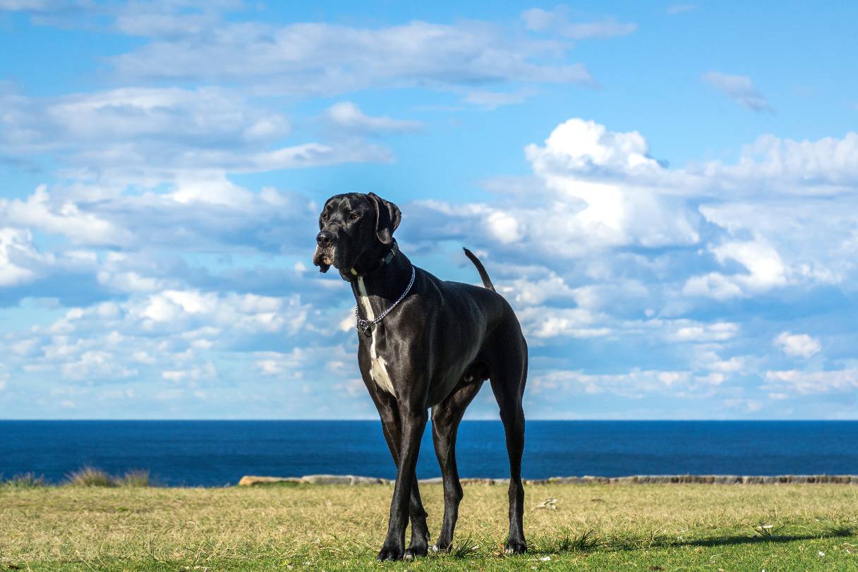 Black Great Dane