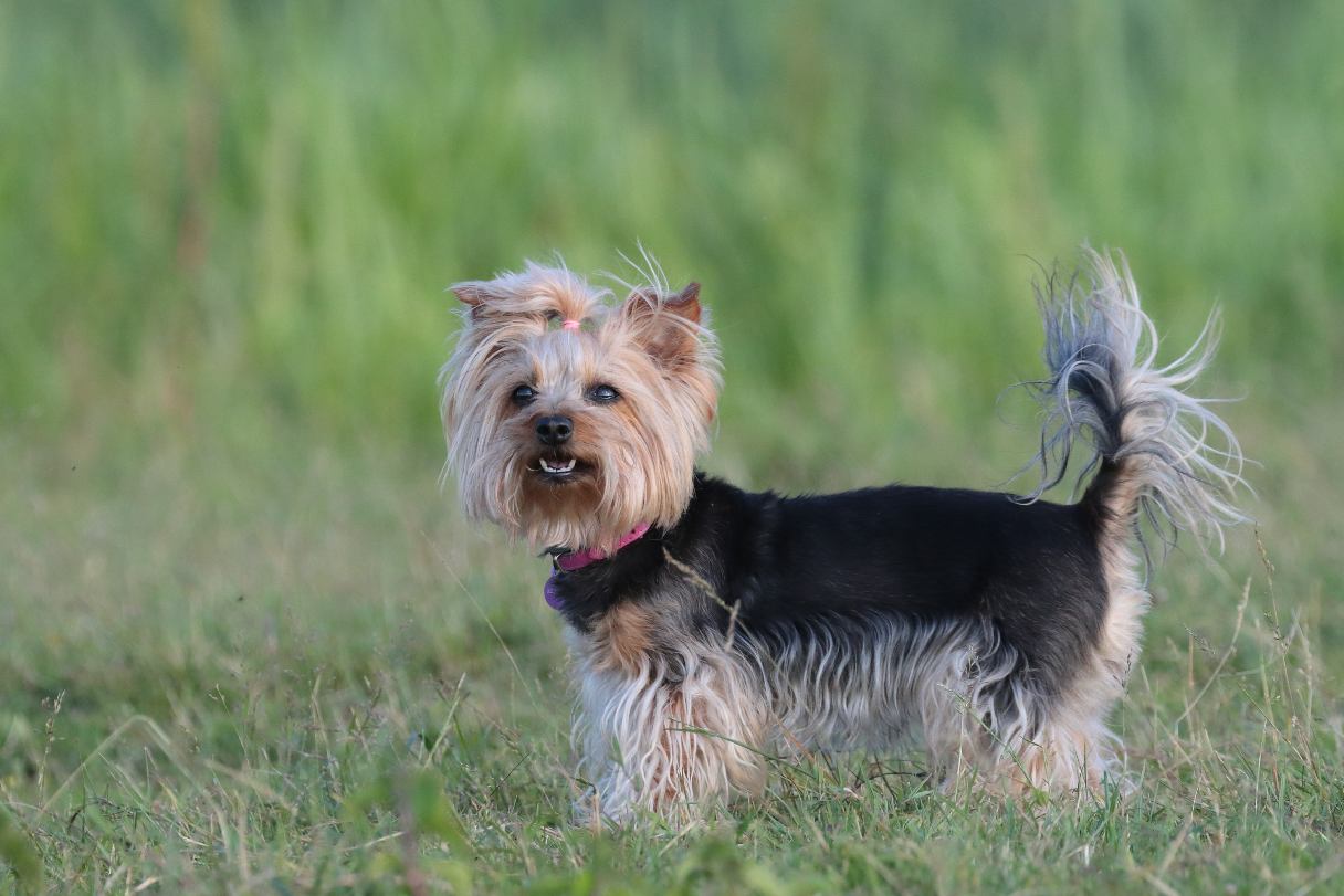 Yorkshire terrier standing in grass