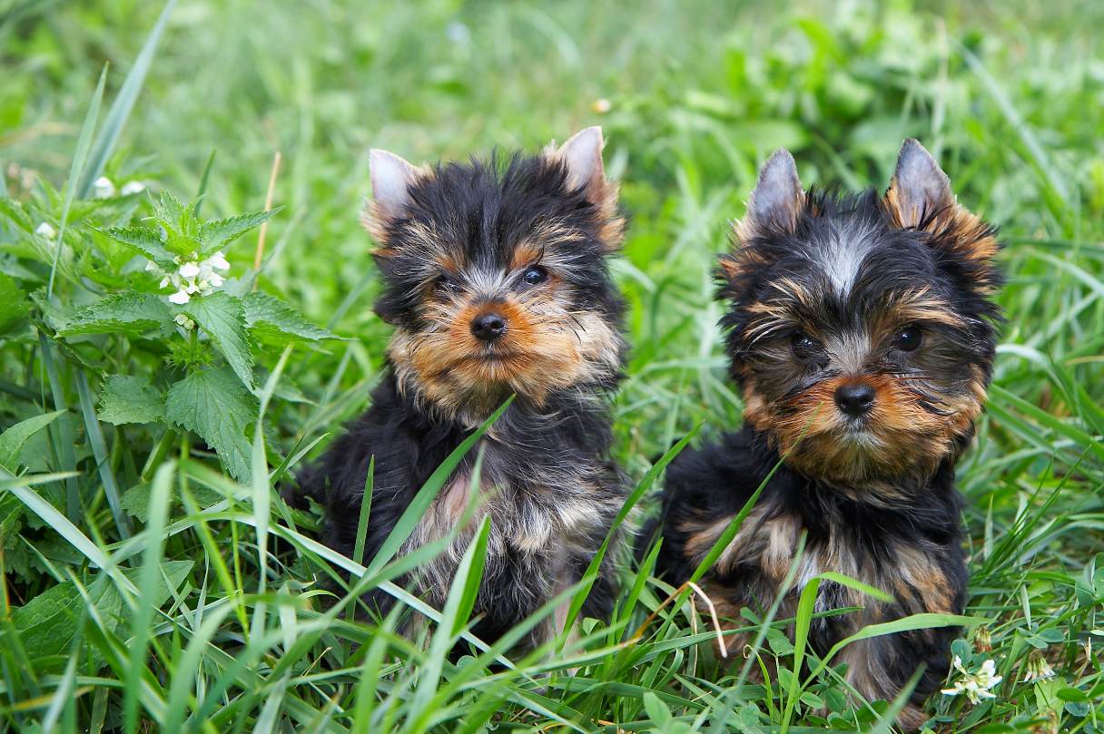 Two yorkie puppies sitting in grass