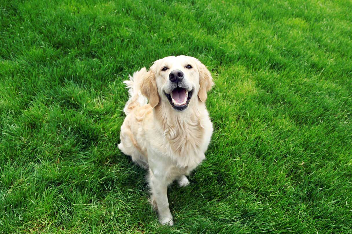 Yellow labrador sitting on grass