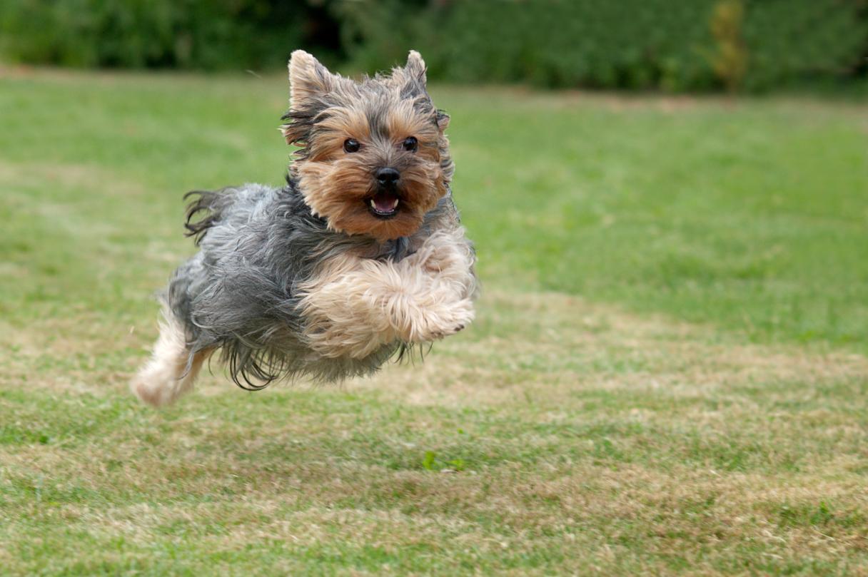 Yorkie running in grass field