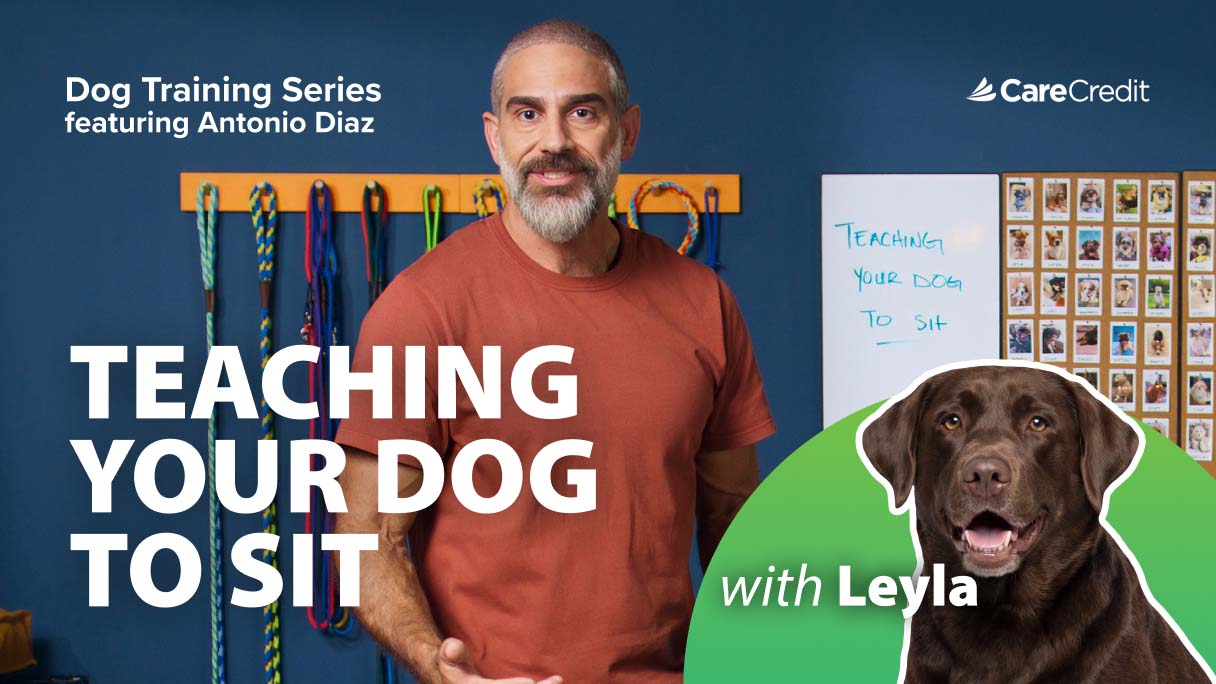 8 Effective Steps to Teach Your Dog to Sit